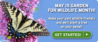May is Garden for Wildlife Month!